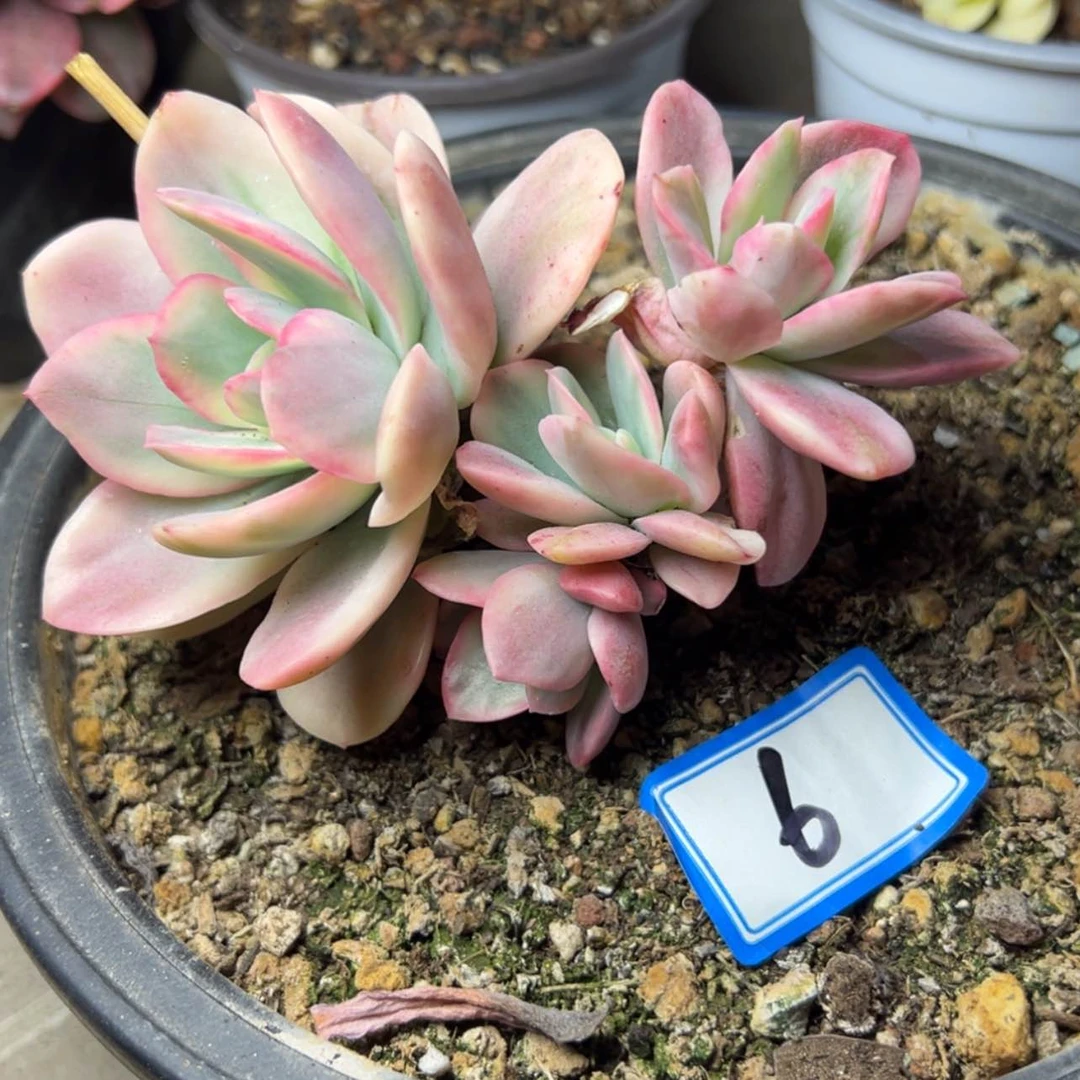 【闪购商品】用****06号夜神锦多肉19.8