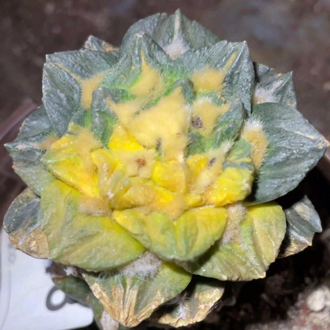 全部花朵阴阳散斑 翘犹龟甲牡丹锦618