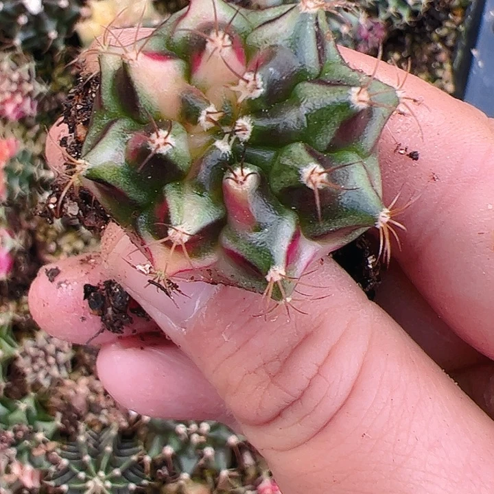 暖***当前无花栽培后可以开花