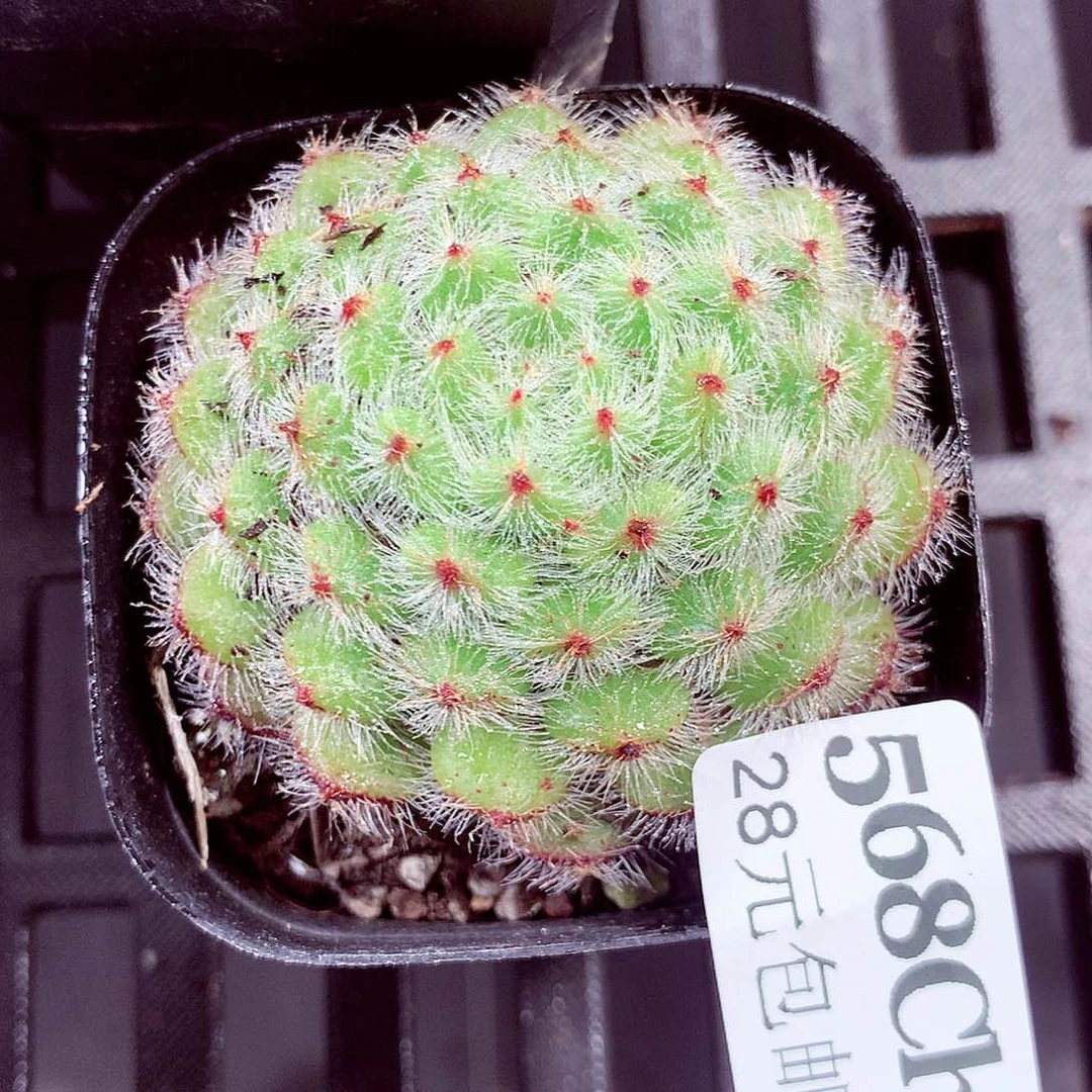 5厘米盆精控多肉568