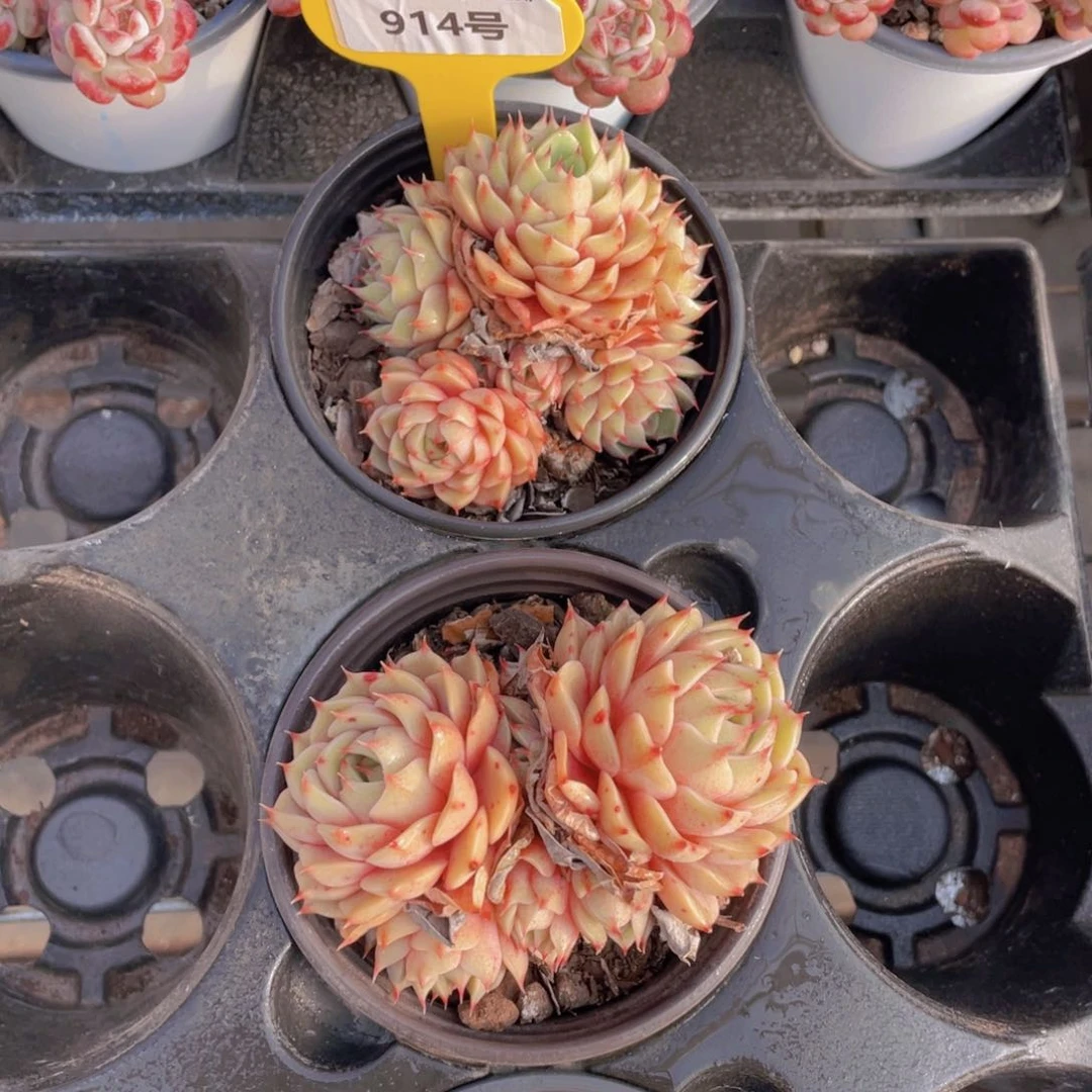 914号黄金苯巴蒂斯群生一个