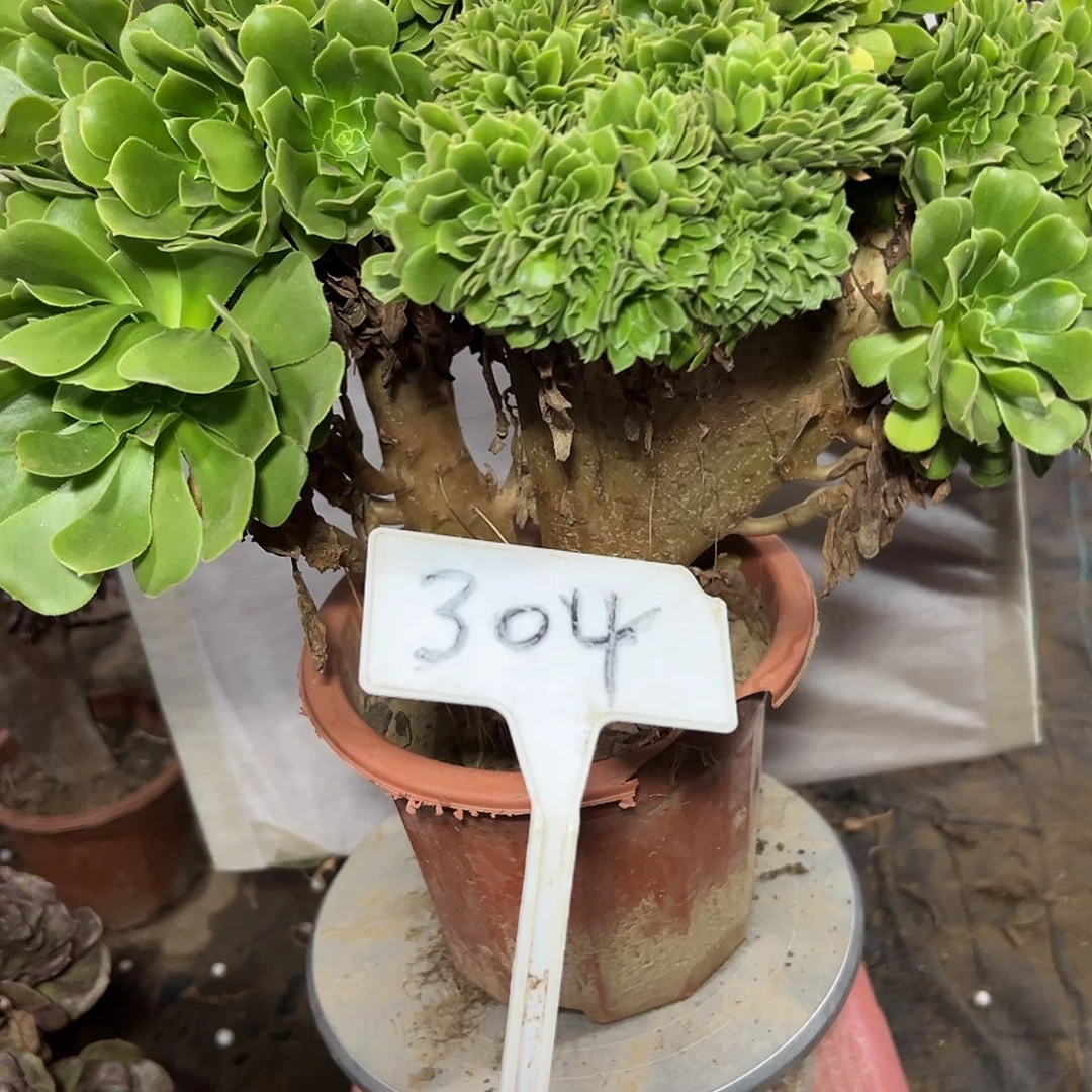 多肉植物绿羊绒缀花304
