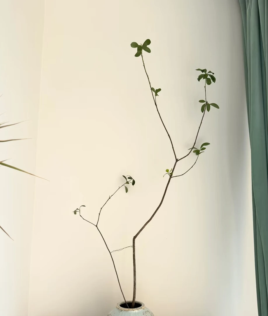 高山海岛多肉客厅悬崖春花栀子花室内观赏花卉绿植室内绿植大型