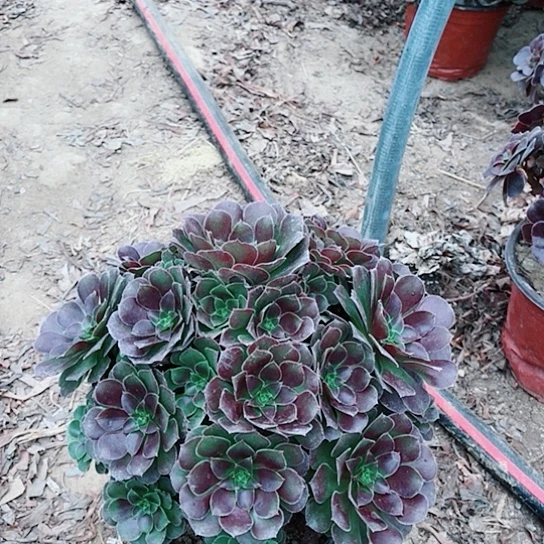 荷兰玫瑰法师多肉23