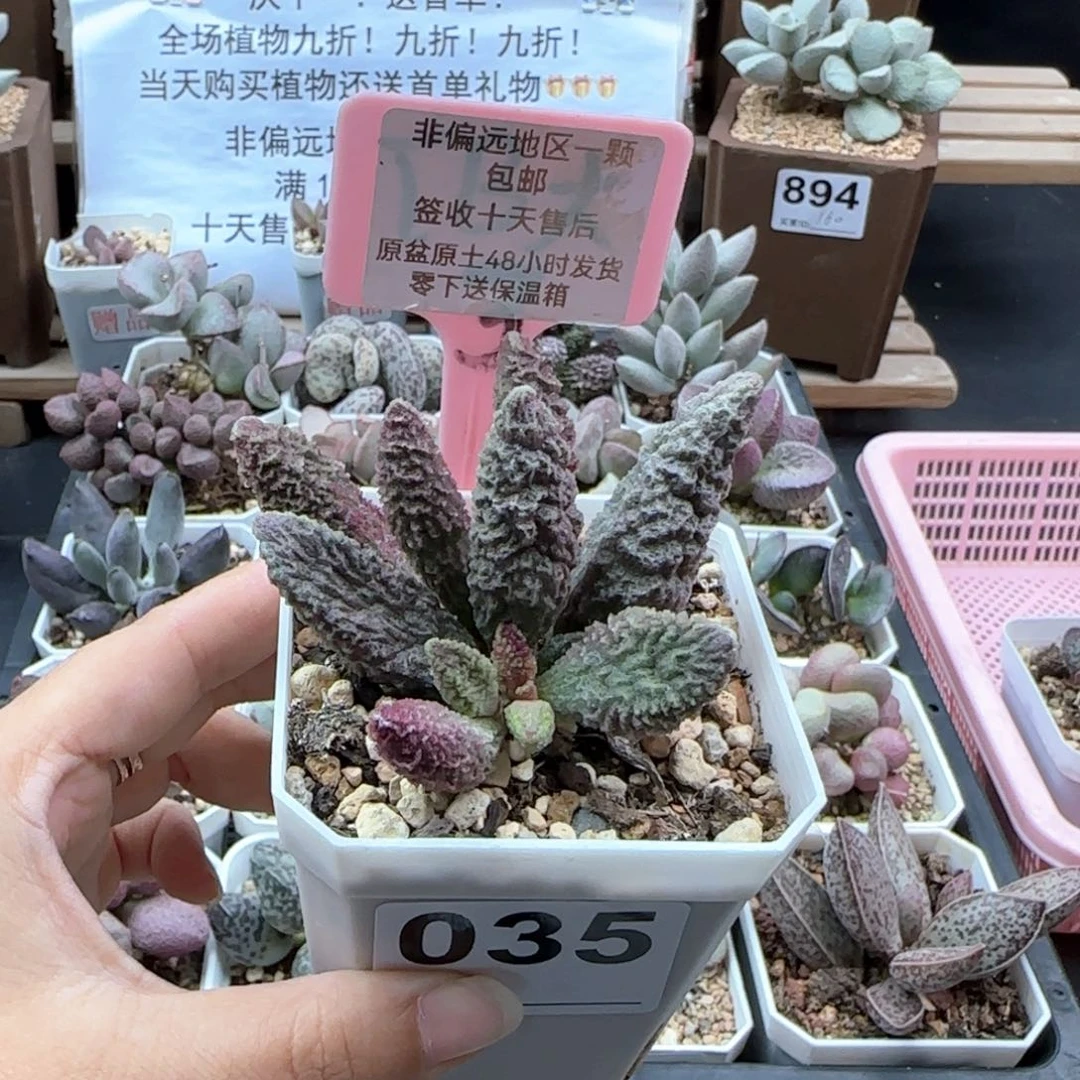035苍龙多肉植物