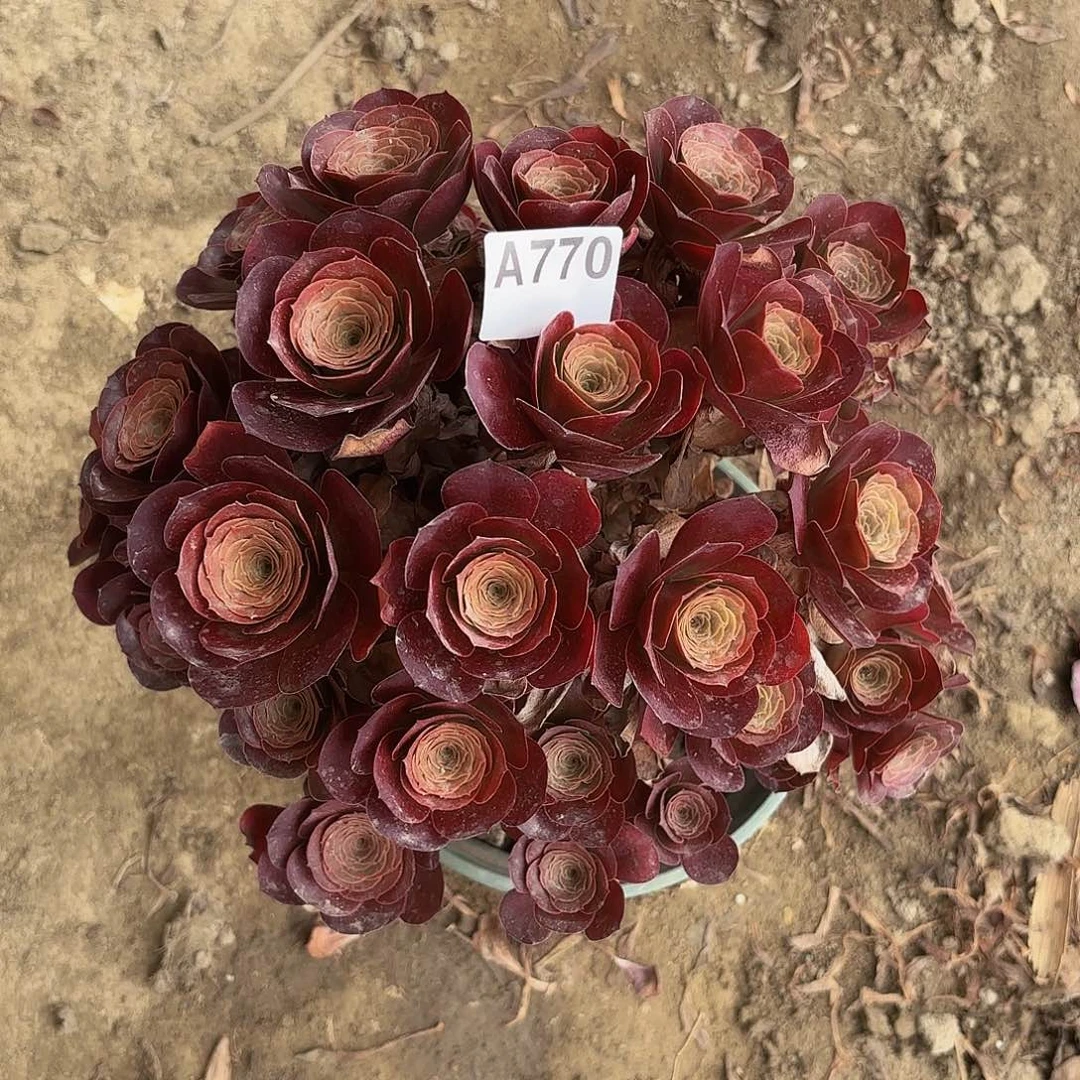 魅金玫瑰5-26偏远不包邮
