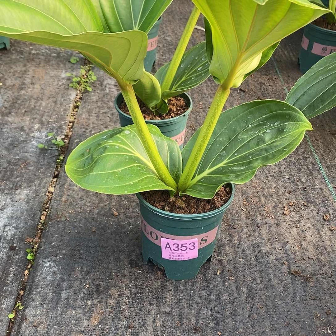 潘****饽木本花卉353