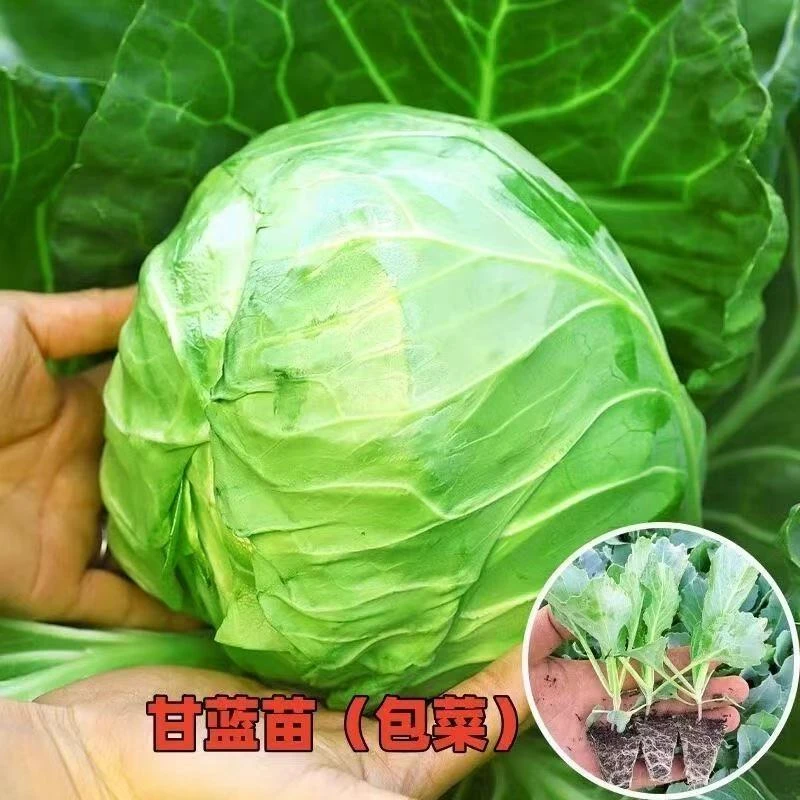 绿甘蓝苗秧脆甜黄心大头菜苗籽包菜圆白菜苗春秋季菜园庭院蔬菜