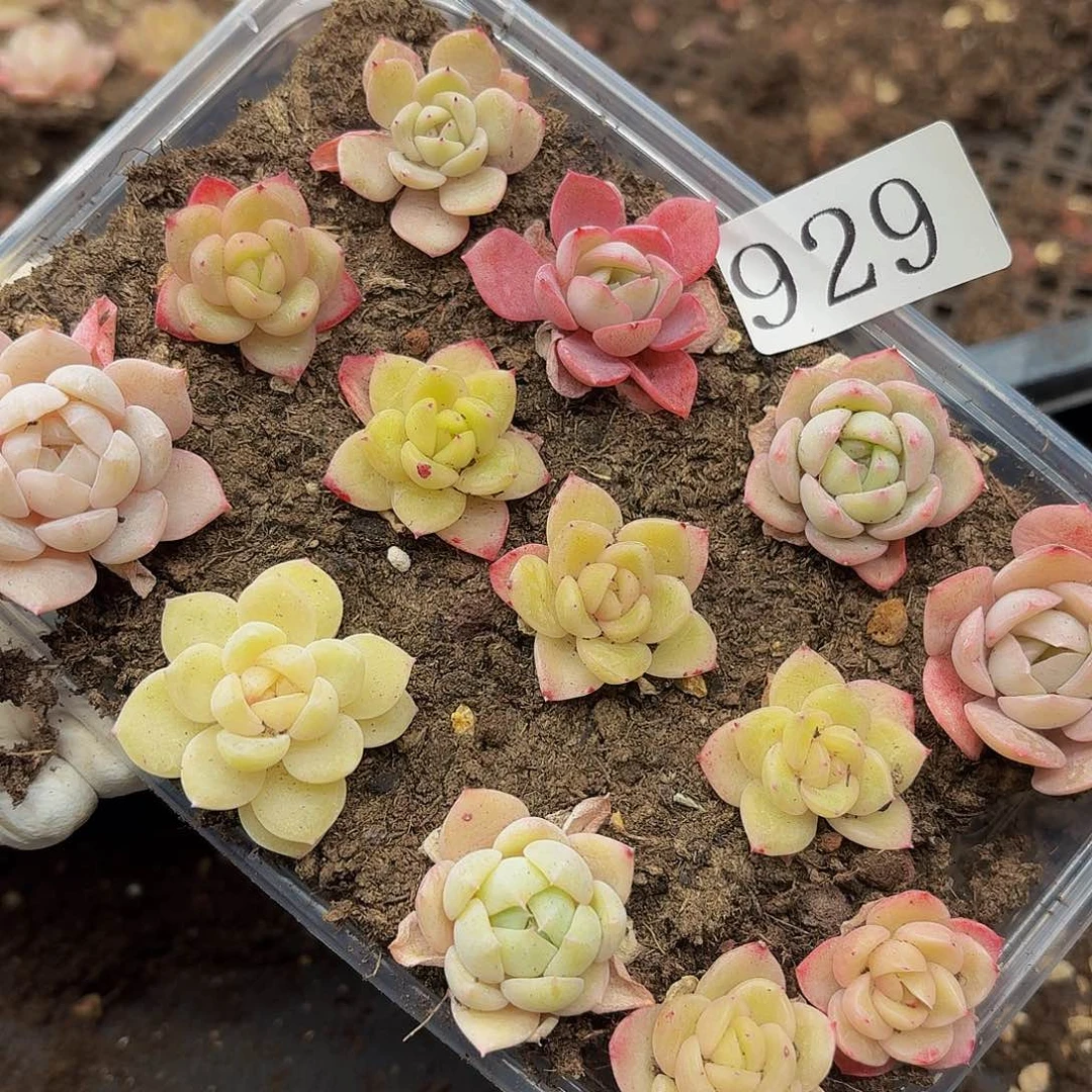 多肉植物多肉植物929