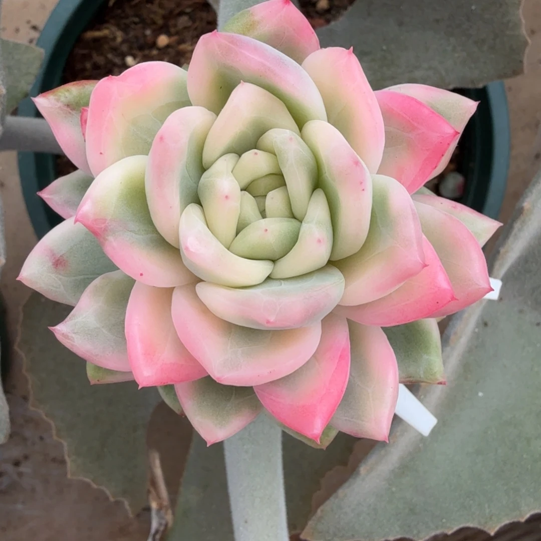 冰月亮锦锦上园艺一物一拍