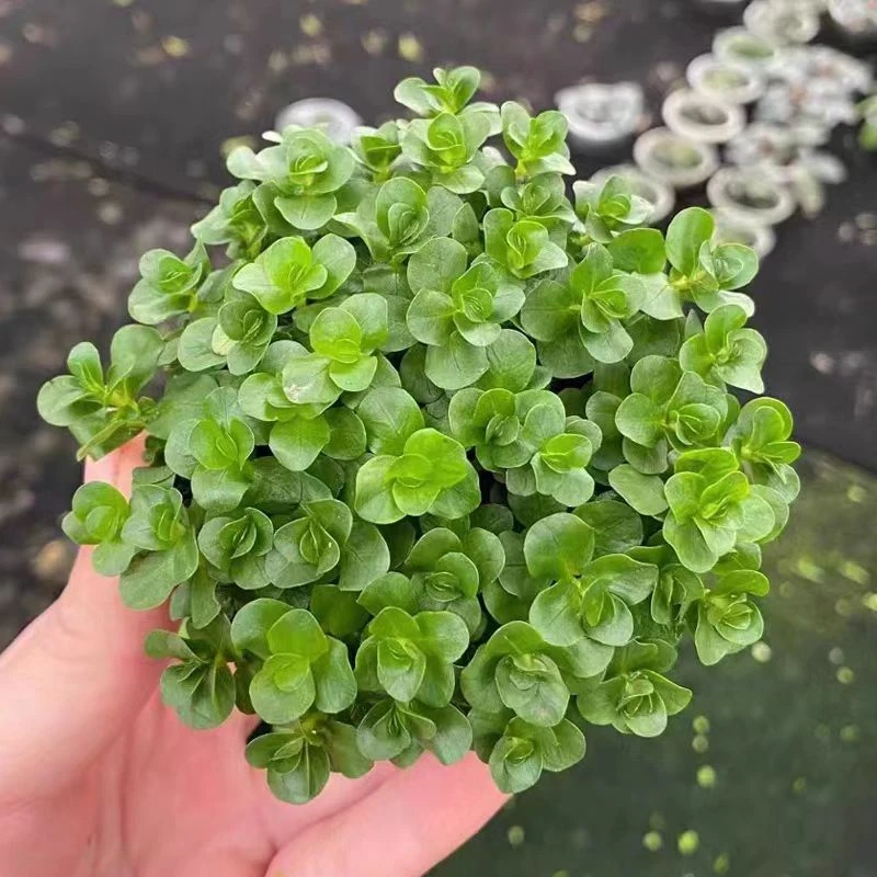 绿宫廷水草活体淡水植物用于鱼缸造景增氧净化水质