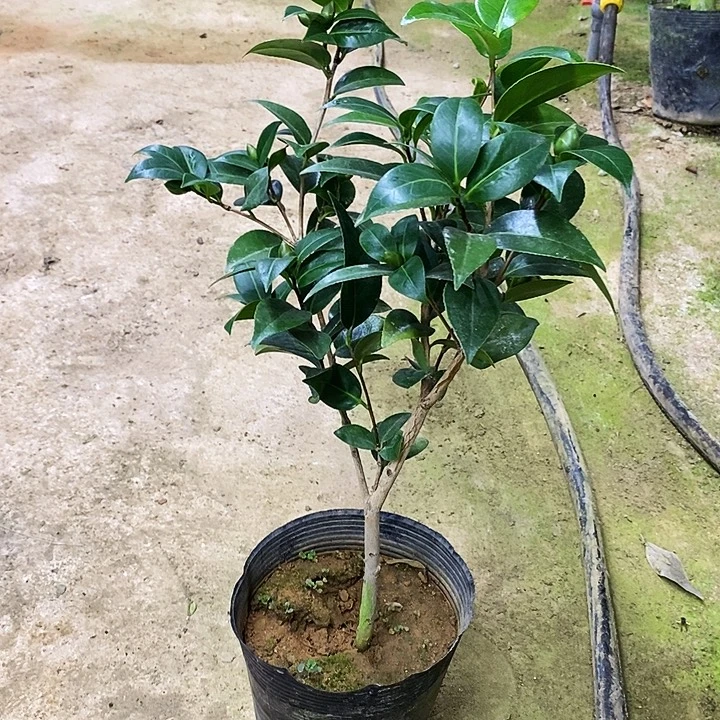 无花朵志愿者。