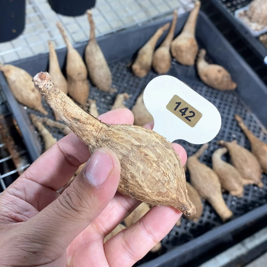 奇异油柑多肉植物