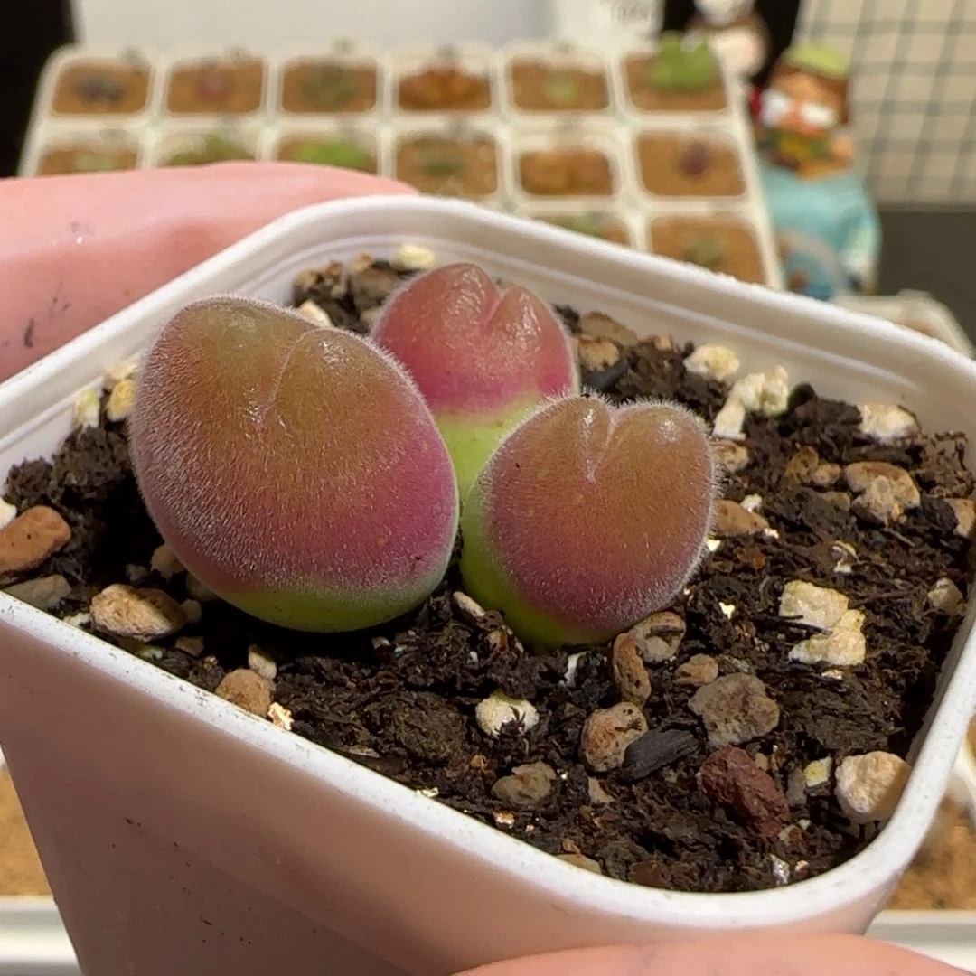 肉锥多肉植物组合-长毛翠滴1258