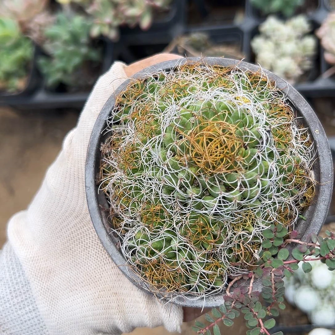 局部呃呃呃呃呃呃呃呃呃呃呃