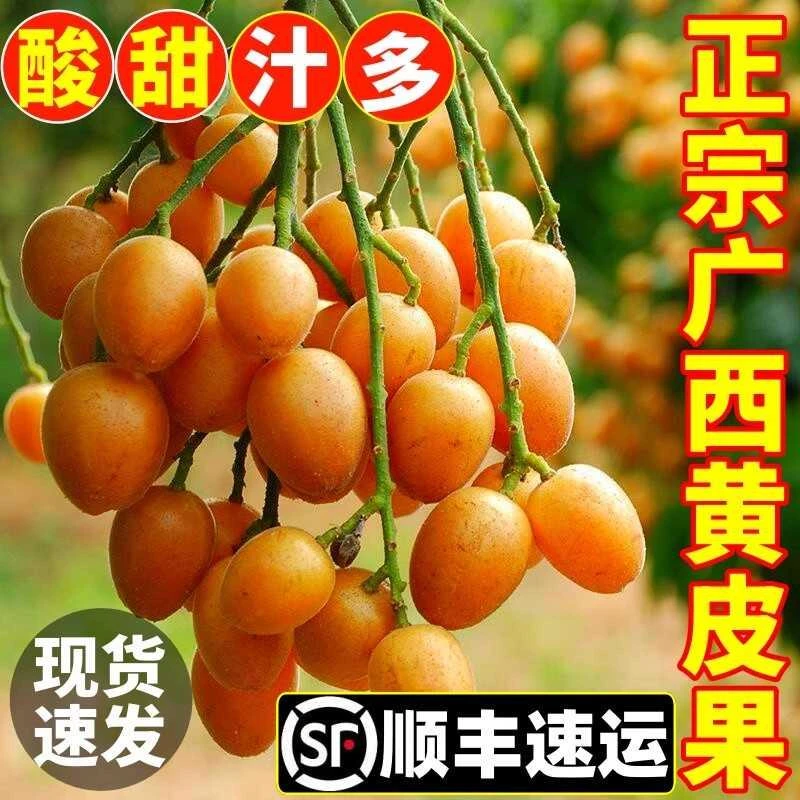 【顺丰包邮】广西鸡心黄皮果新鲜现摘当季水果酸甜好吃净重1-5斤