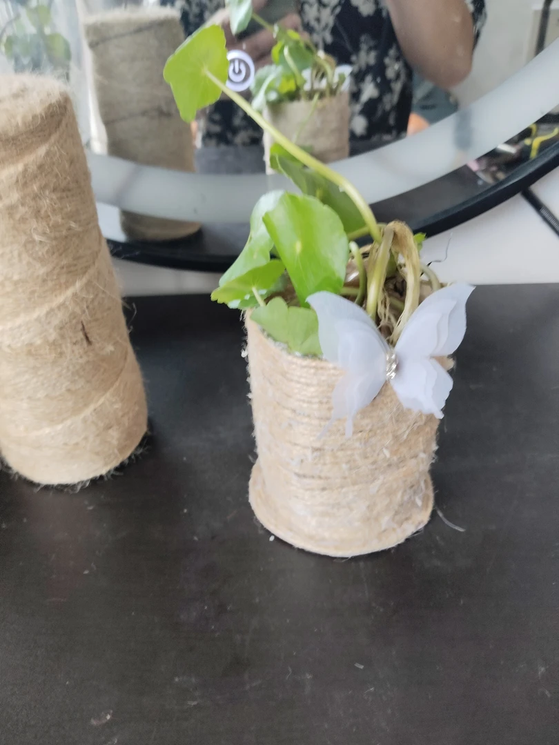 日式编织小花盆小植物原木风高级感绿植套盆带水培铜钱草一起发货