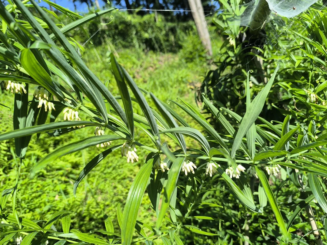【正宗黔阳黄精块茎种苗】黔阳黄精块茎老虎姜黄精倒苗甜黄精种苗