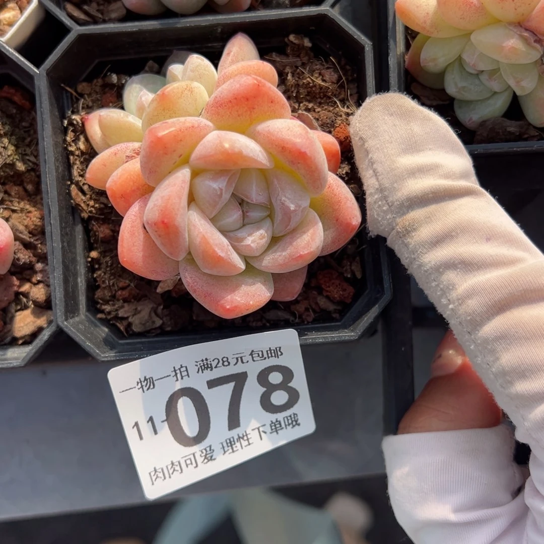 可****者冰玉，多肉多肉多肉多肉