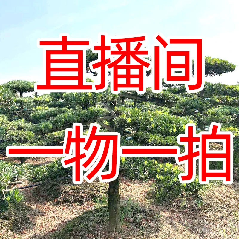 精品罗汉松盆景适合花园庭院造型树规格齐全