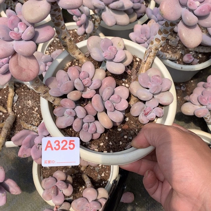 月***夕325 满28包邮脱土发货