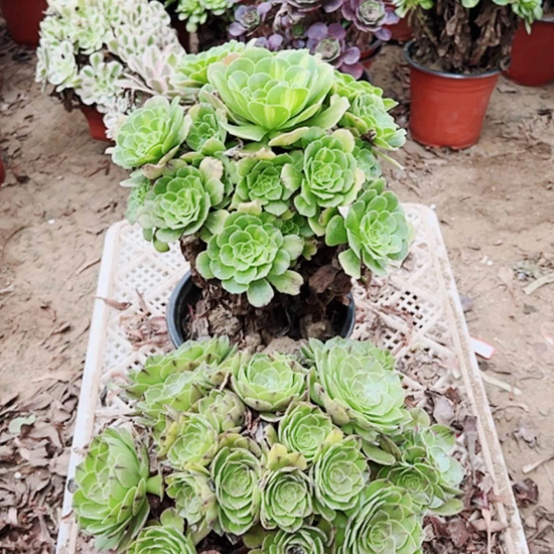 【闪购商品】无花朵y***华24号万拉丝，粉翠琉璃