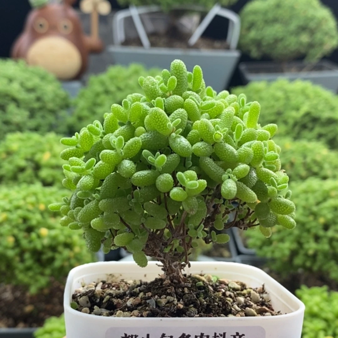 蜜橘糖球8332枝干番杏