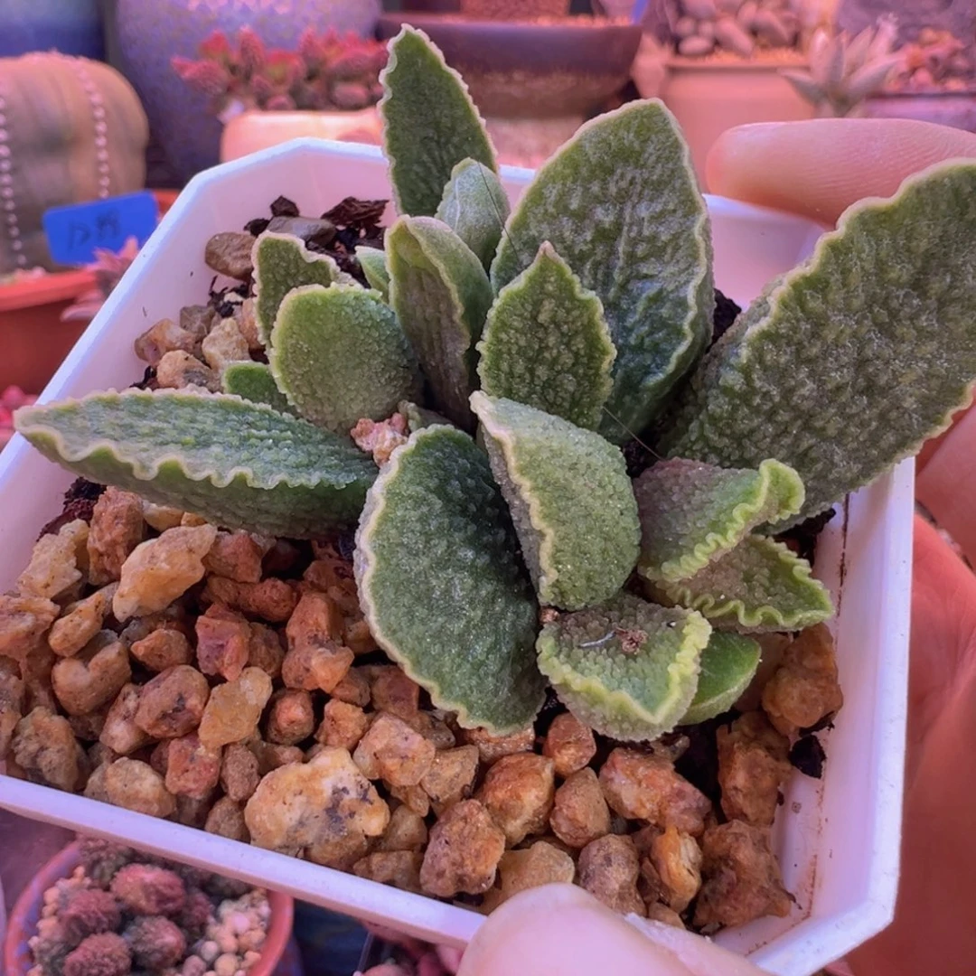 一组自拍，感谢支持