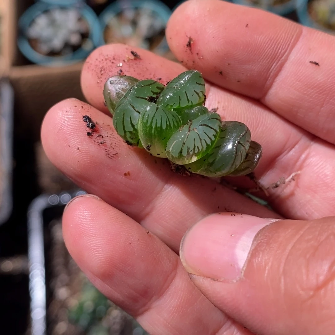 犇***鸽2251 一颗福利。