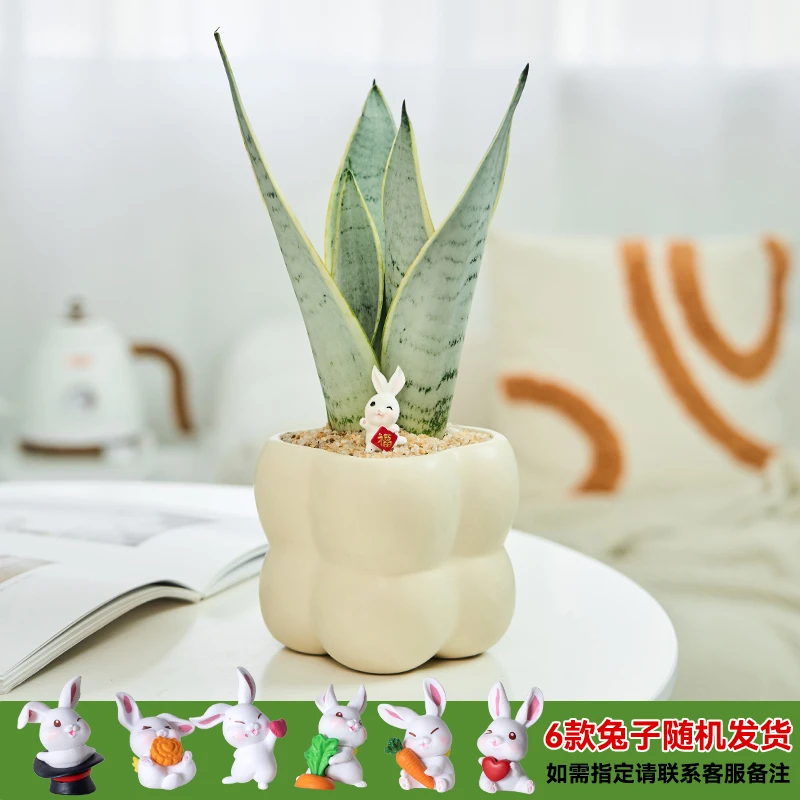 白雪虎皮兰盆栽办公室内桌面绿植净化空气耐旱好养窗台阳台植物