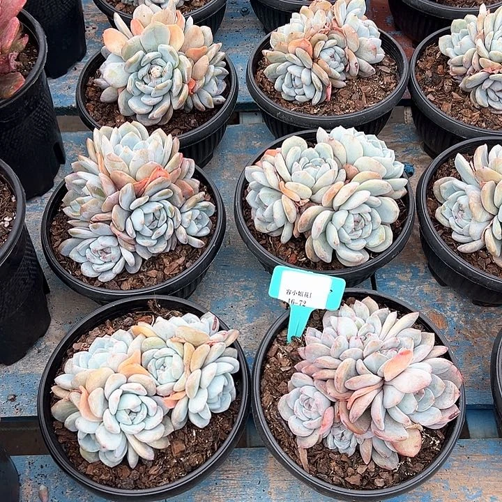 16.72石榴一个脱土