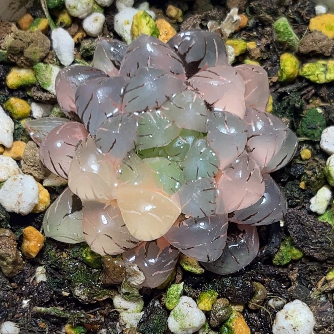 恭喜发财大吉大利0194