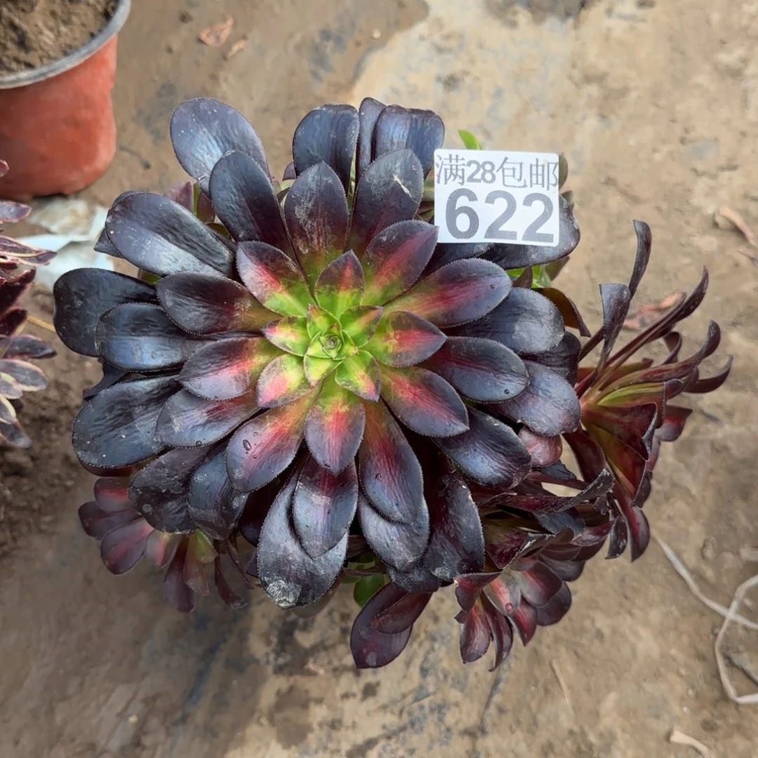 花纳多肉622满28包邮断枝不包