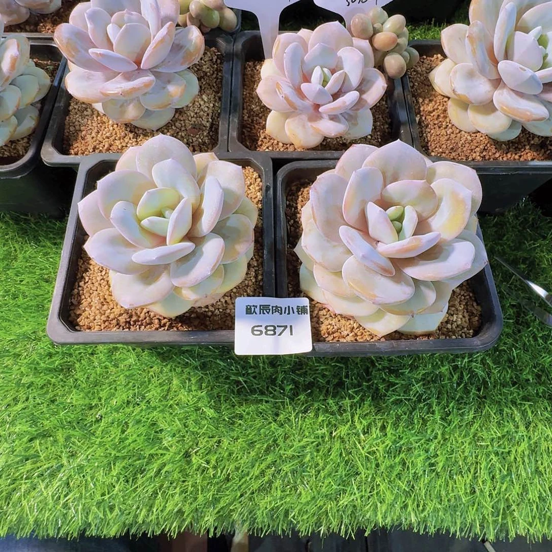 圆***滚多肉植物奶茶单头两颗6871