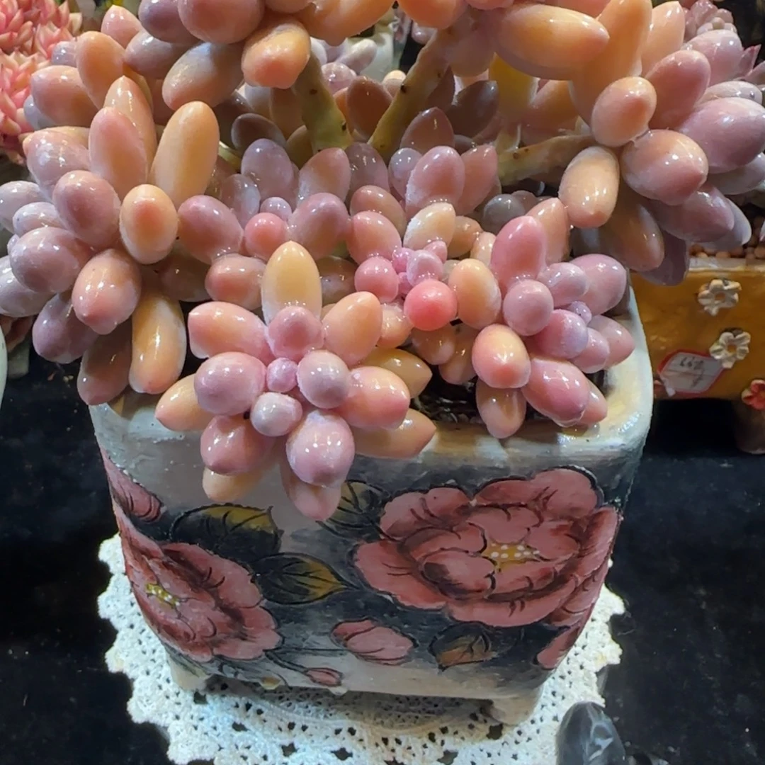 韩版汤圆小树一颗一颗