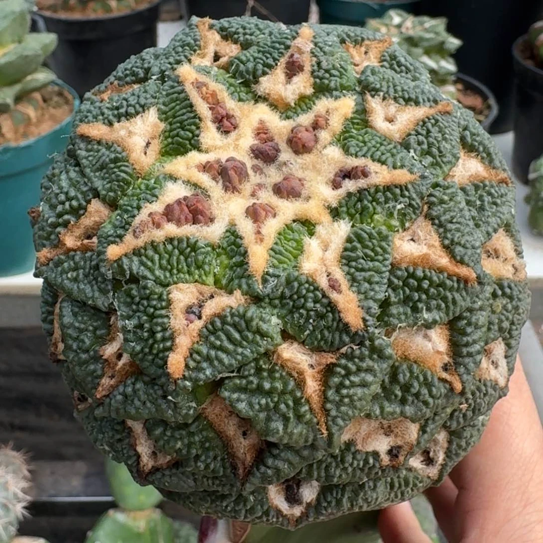 【闪购商品】无花朵颗粒大尤黑尤款三公分