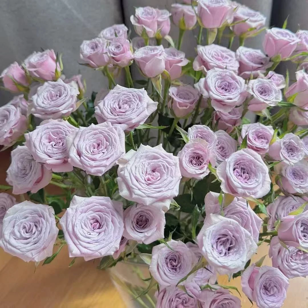 【限量新品】【莱拉多头泡泡10支】好养易开 任意两件发顺丰鲜花