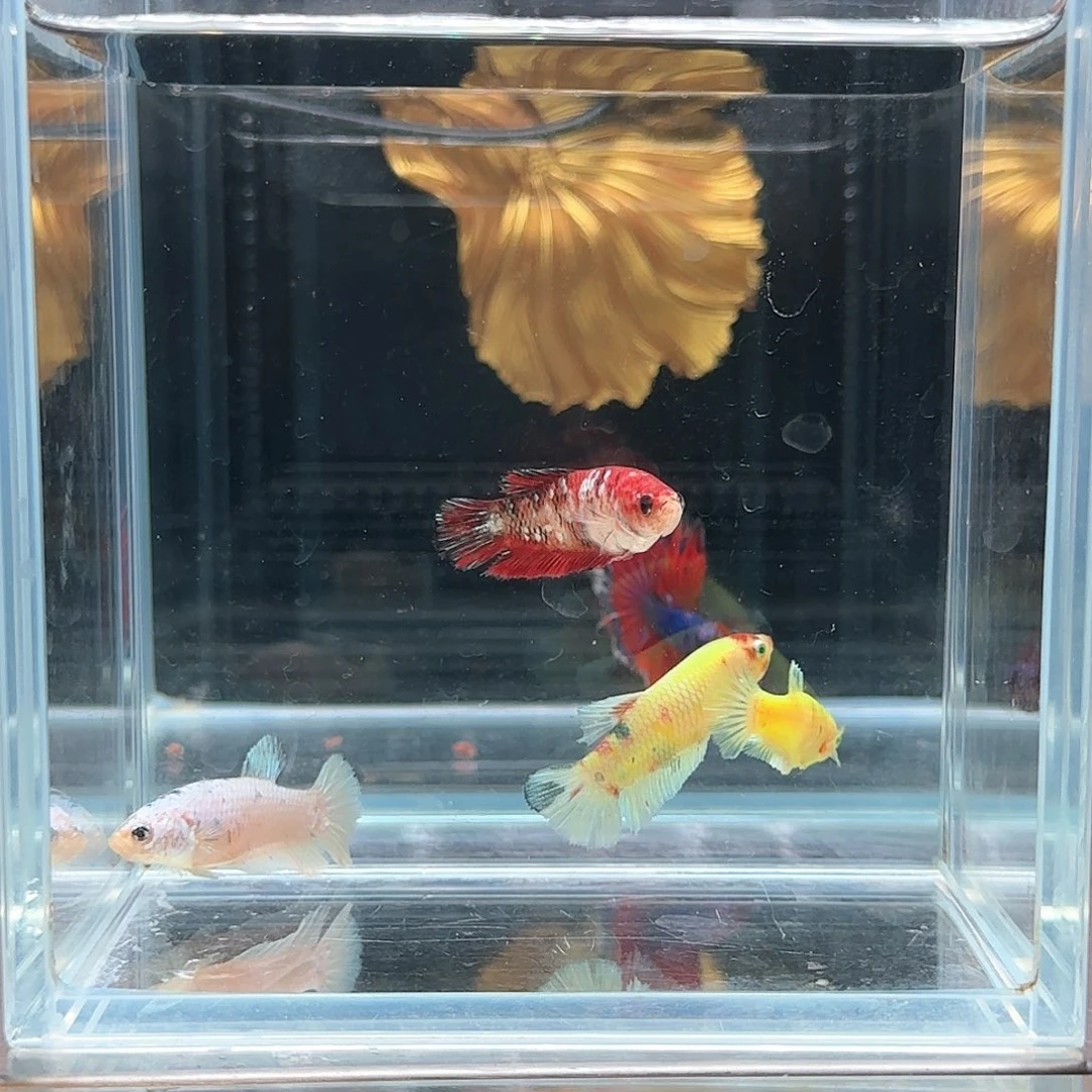 斗鱼活体观赏鱼好养耐活