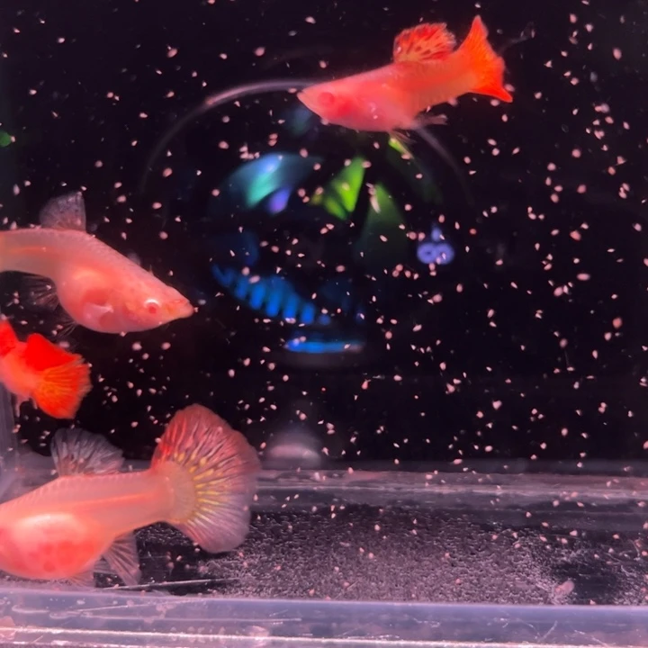 孔雀鱼红龙白子玻璃猫2对