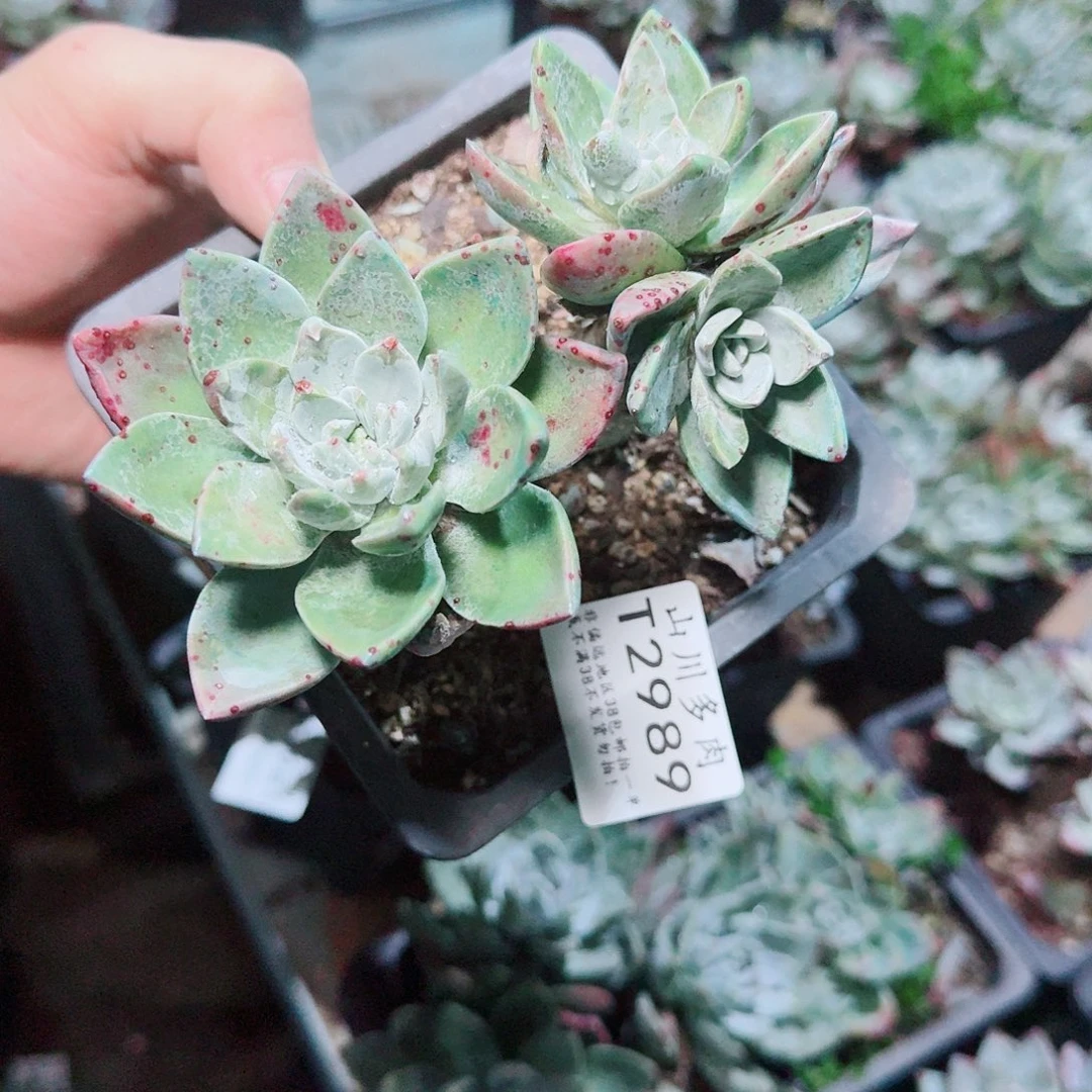 2989泡芙苹果叶多肉