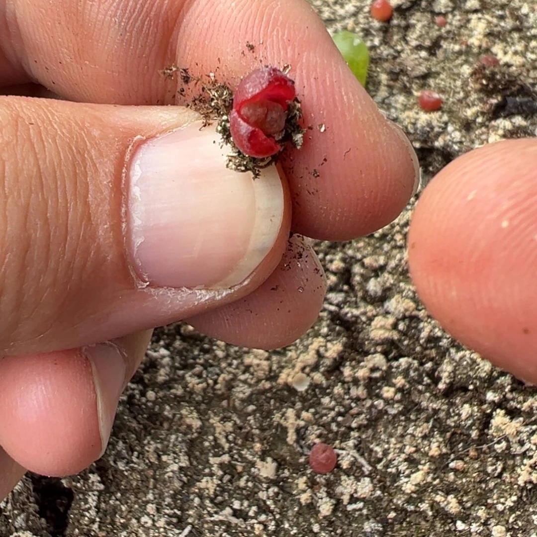 量拍红海参肉锥一颗