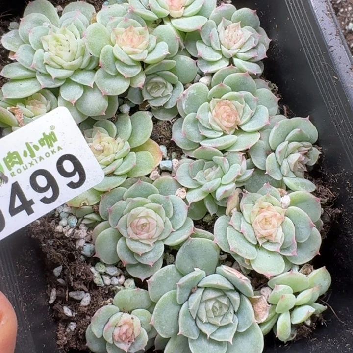 蓝***莲多肉植物多肉植物