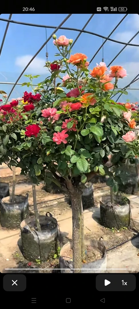 精品蔷薇杆多色果汁