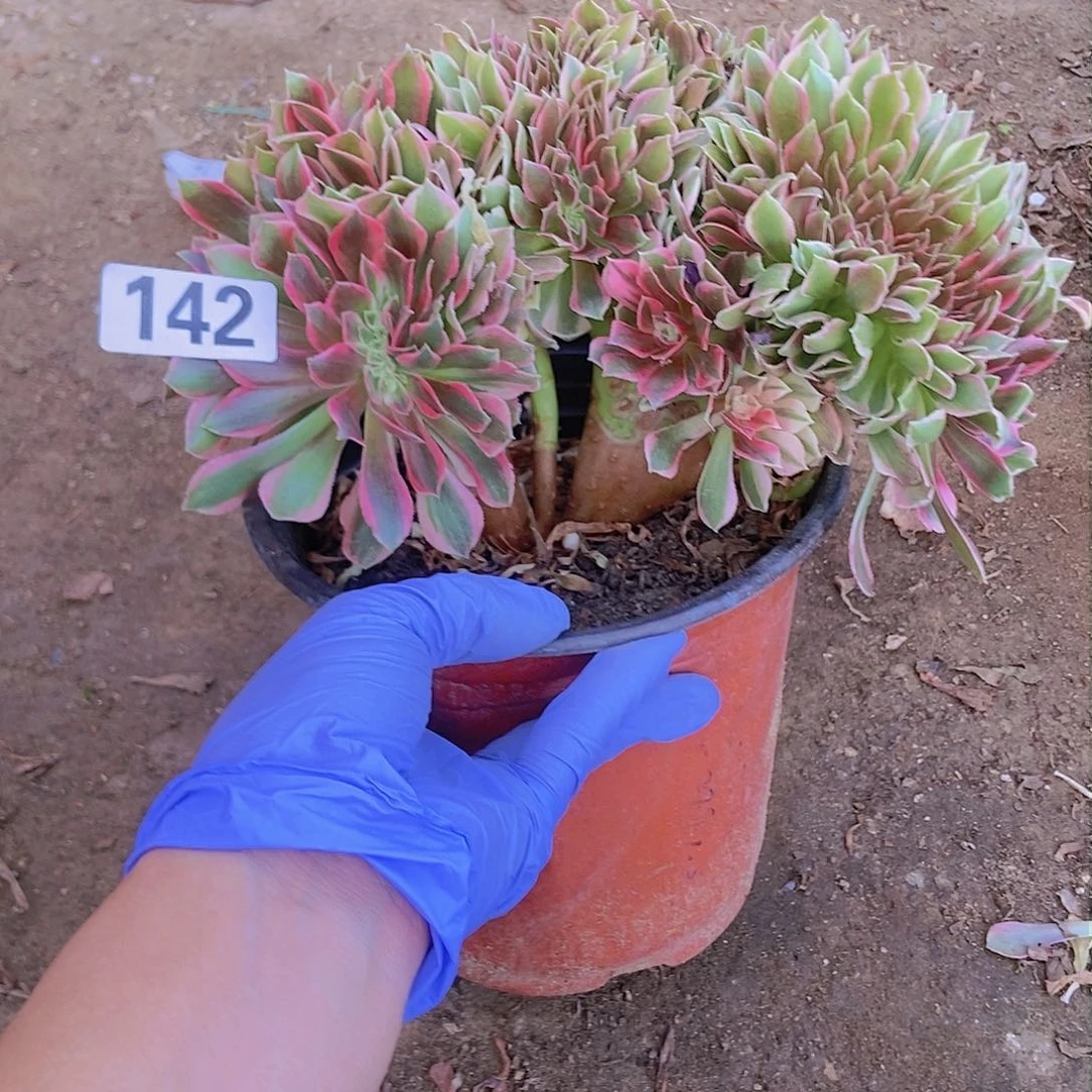 142女神缀化老板子法师缀