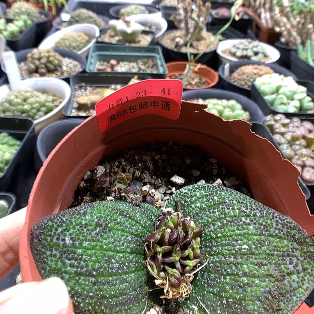 【闪购商品】1-23-41 紫晶一颗特 20 4W