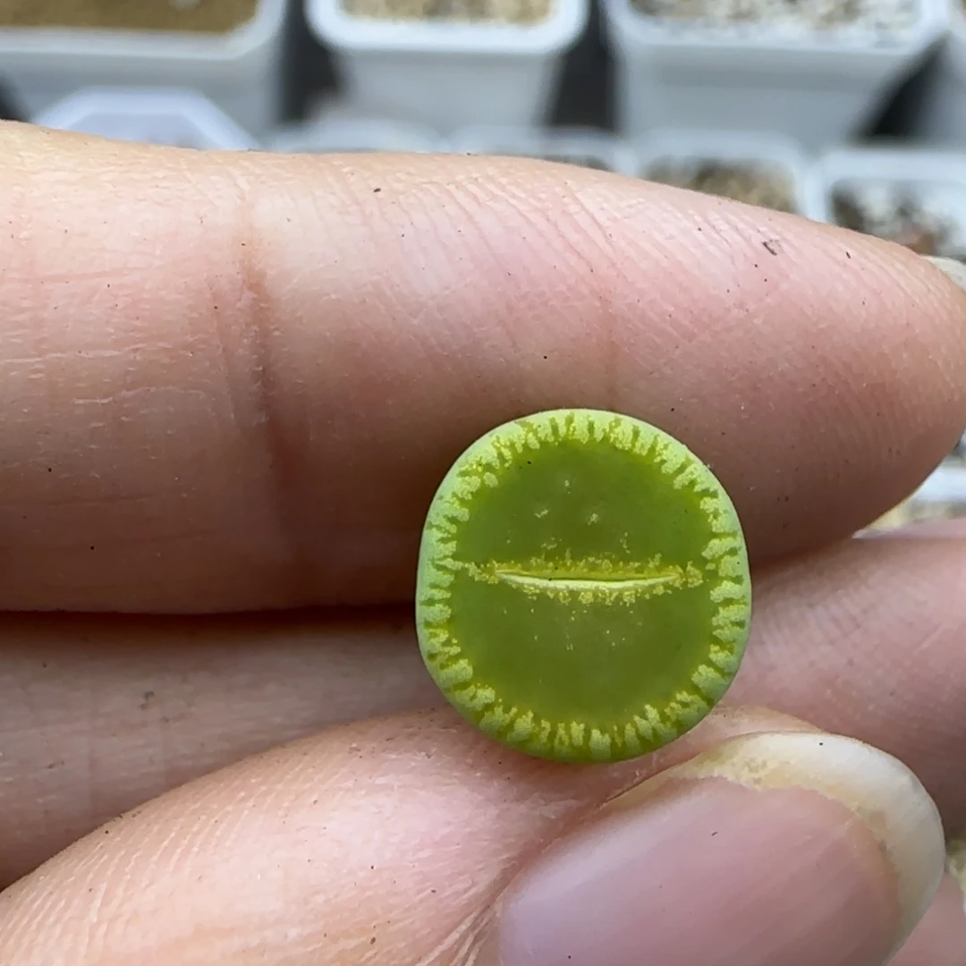 349二蜕清框福利30包邮