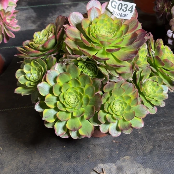 瑞妈一物一拍034