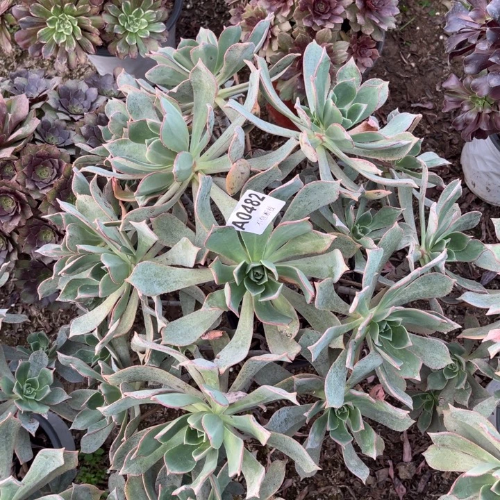 482 多肉法师不包断枝