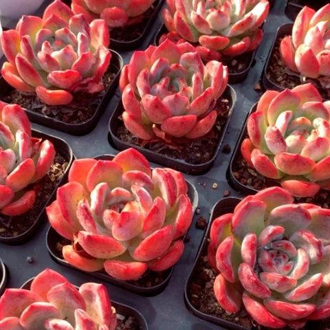 粉红屁屁。