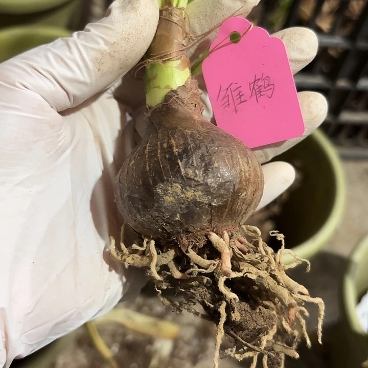 无花朵朱顶红雏鹤5+
